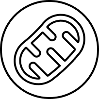 Антигипоксант 