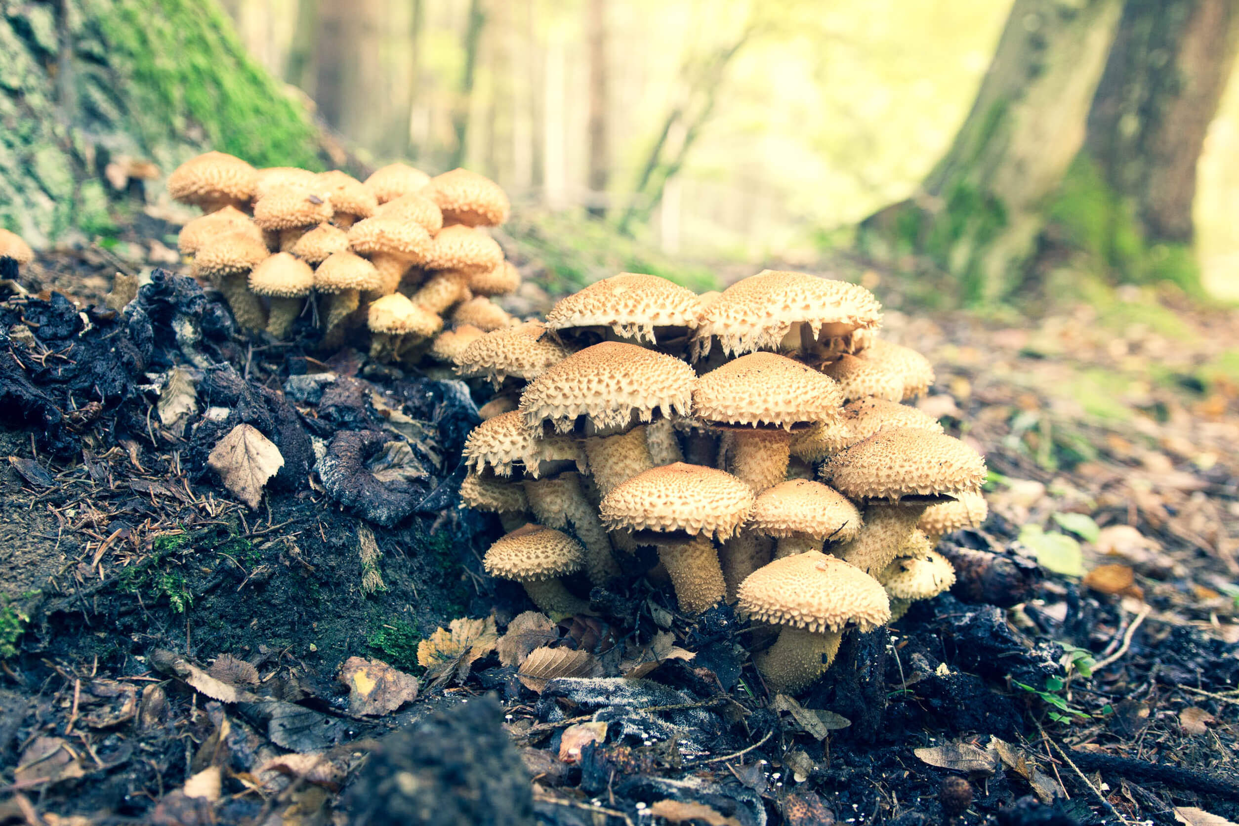 опята в лесу