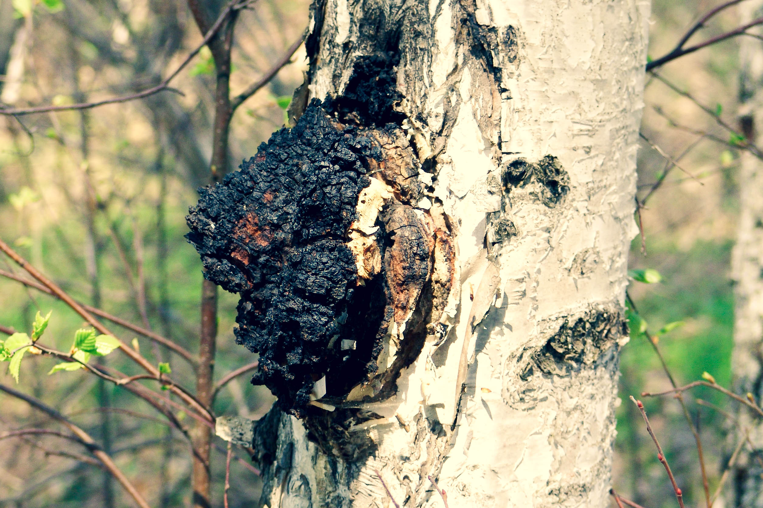 Чага трубная прозрачная, растущая в стволе