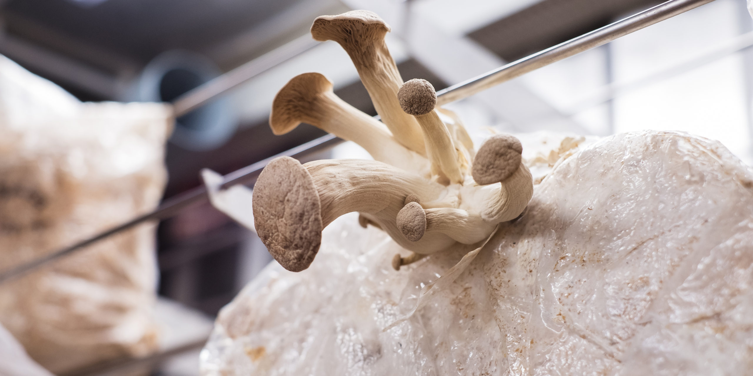 культивирование 1