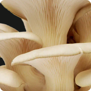 Антивозрастной