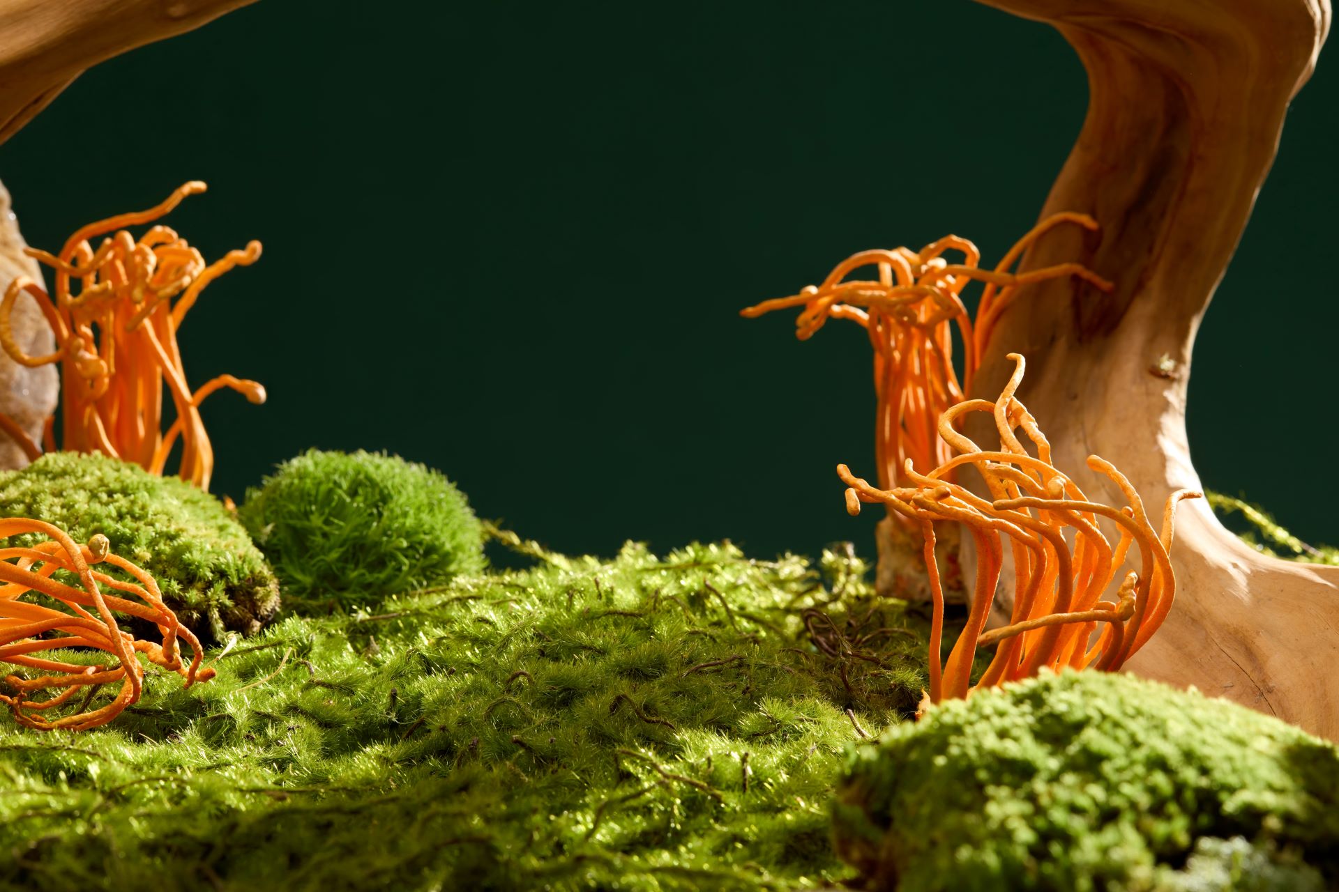 Что за гриб кордицепс?