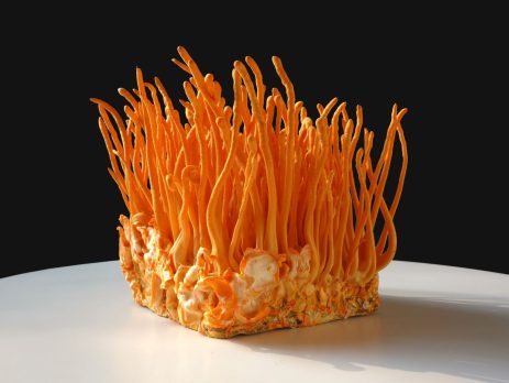 Кордицепс – гриб с уникальными свойствами для здоровья и энергии